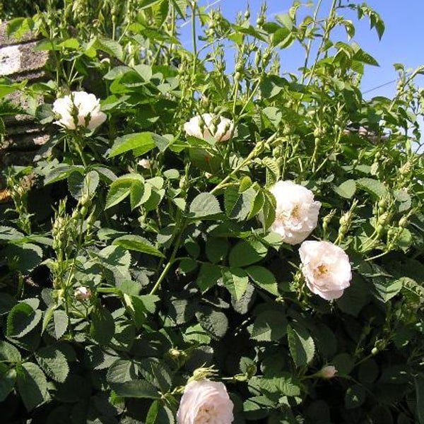White Rose
