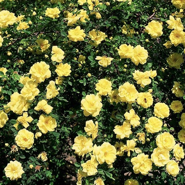 Yellow Rose