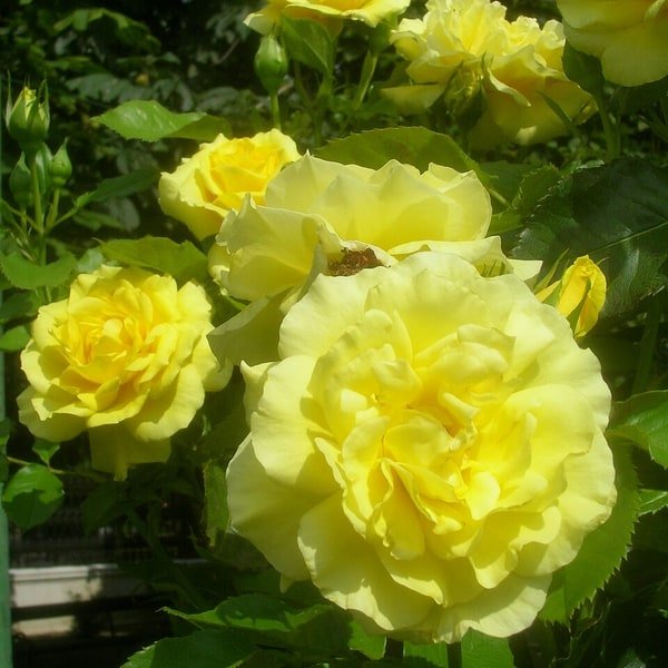 Spray Rose