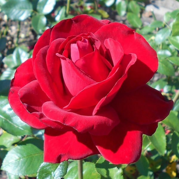 Tea Rose