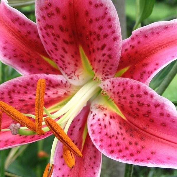 Oriental Lily