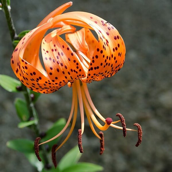 Tiger Lily