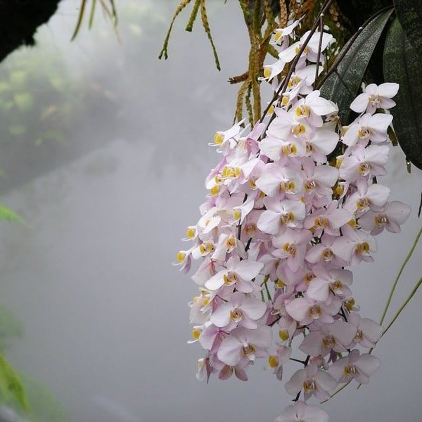 Phalaenopsis Orchid