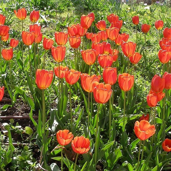 Tulip