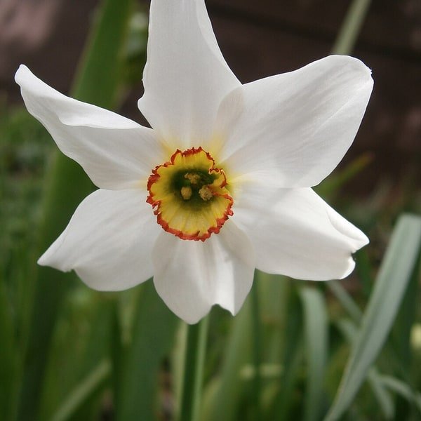 Daffodil