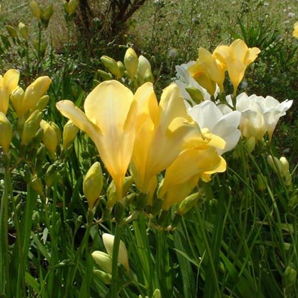 Freesia