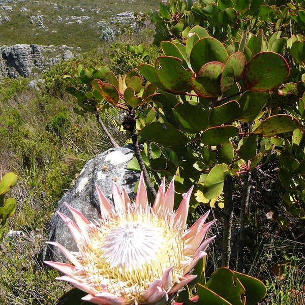 Protea