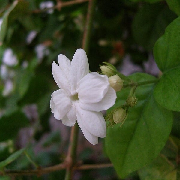 Jasmine