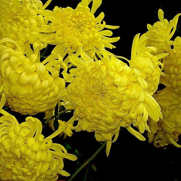 Chrysanthemum
