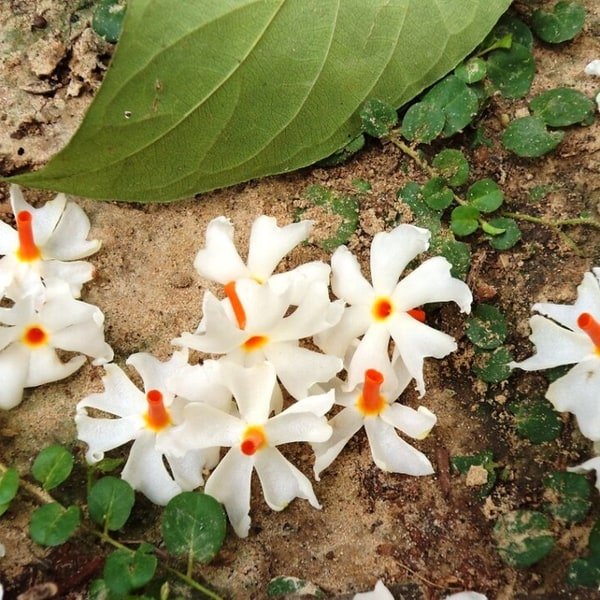 Parijat