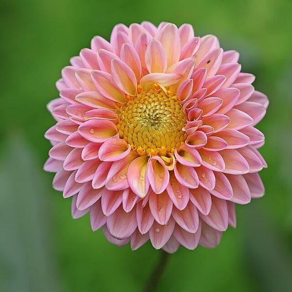 Dahlia