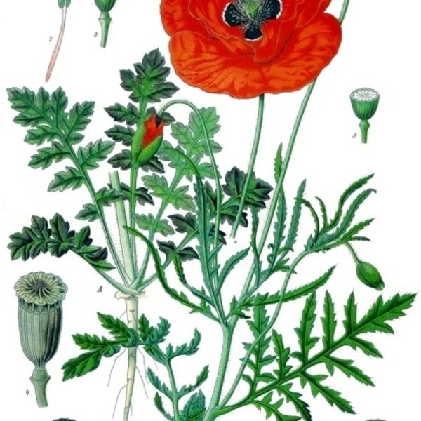 Poppy