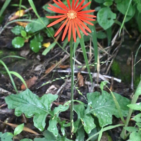Gerbera