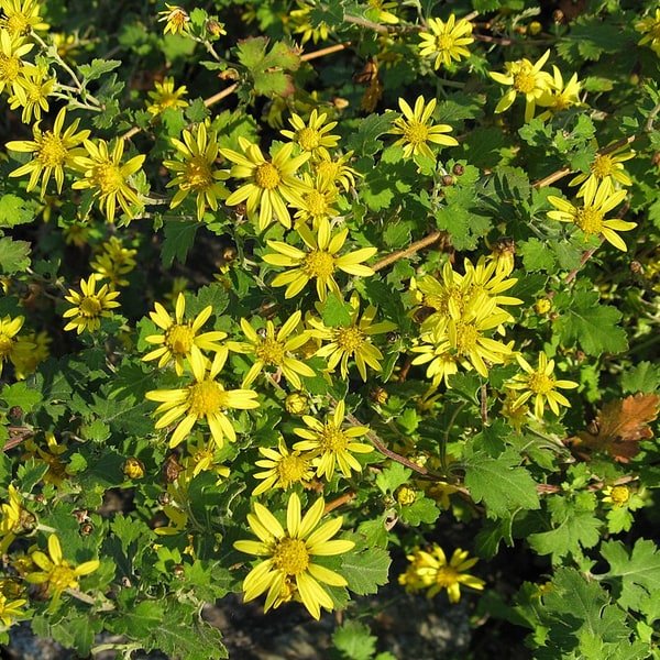 Chrysanthemum Spider