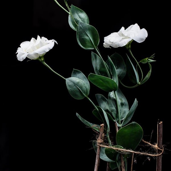 Lisianthus