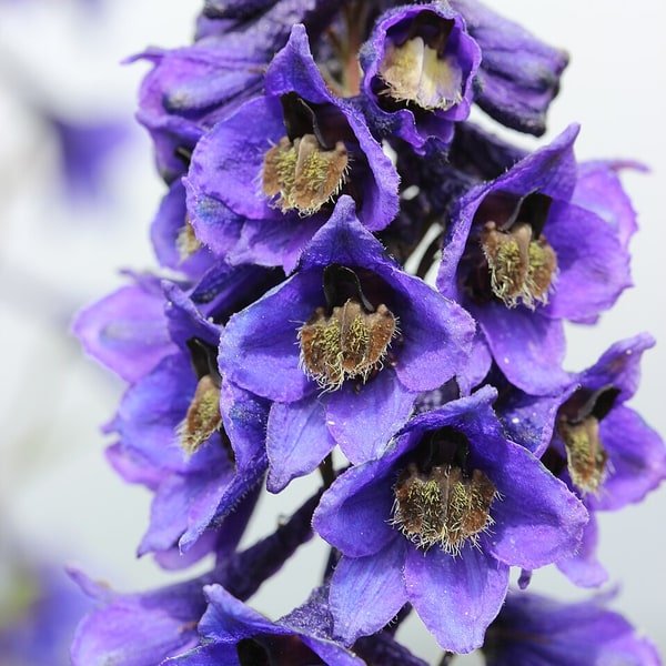 Delphinium